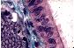 Epithlium prismatique avec cellules cilies et scrtoires. Oviducte de mammifre.   TM   TFG