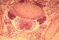 Coupe transversale dans un jeune embryon de mammifre.   H.-E    PG